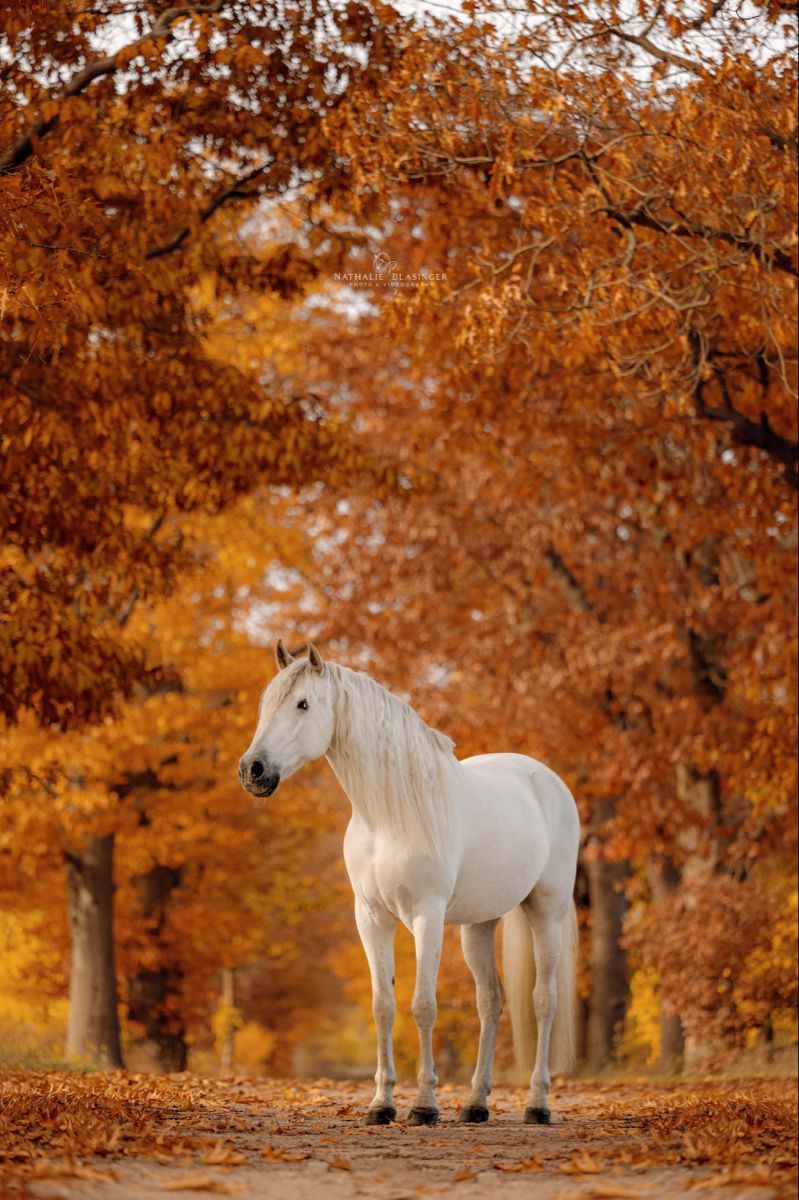  Herbst Und Pferd Hintergrundbild 799x1200. Andalusier Pferd im Herbst