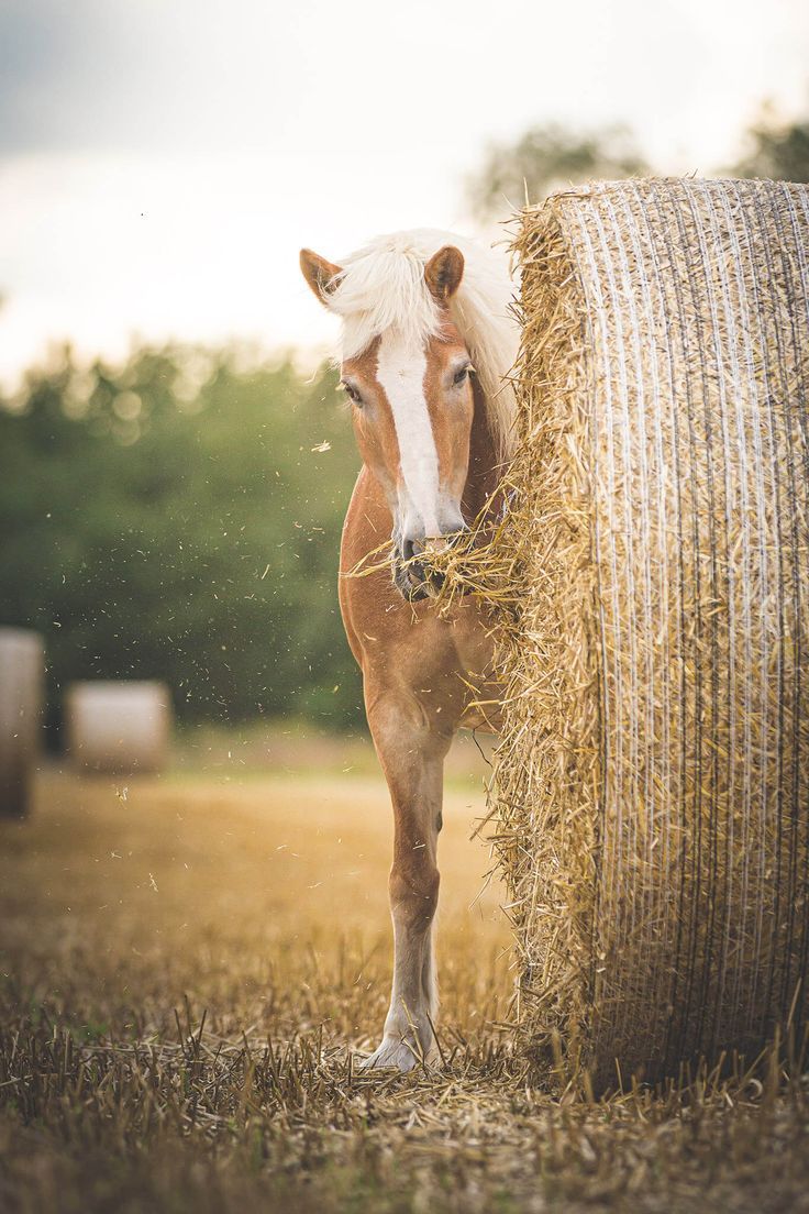  Herbst Und Pferd Hintergrundbild 736x1104. Pferde Fotoshooting Im Frisch Gemähten Stoppelfeld