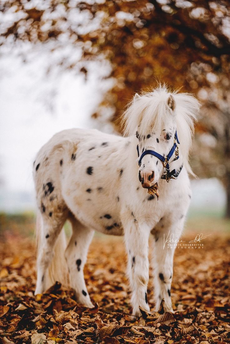  Herbst Und Pferd Hintergrundbild 736x1102. Pferdefotografie aus Österreich