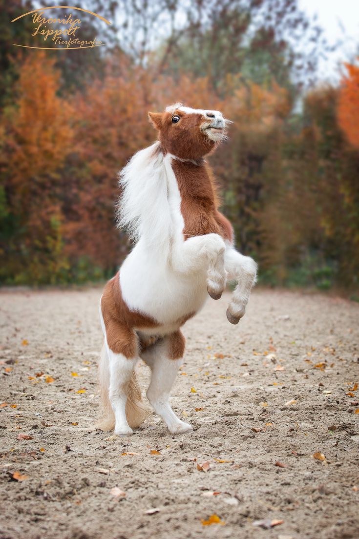  Herbst Und Pferd Hintergrundbild 735x1104. Shetlandpony