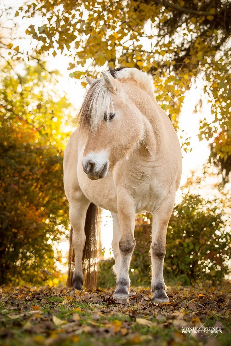  Herbst Und Pferd Hintergrundbild 736x1104. Pferde in der Natur