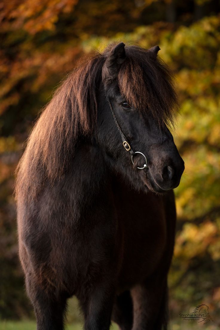  Herbst Und Pferd Hintergrundbild 736x1104. Im Herbständer Fotografie im bunten Herbstlaub