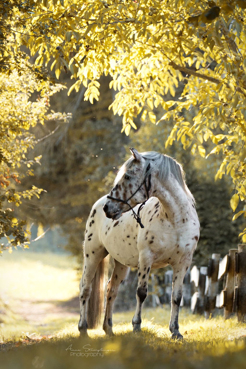  Herbst Und Pferd Hintergrundbild 1024x1536. Pferde Stemplinger- und Pferdefotografie Bayern