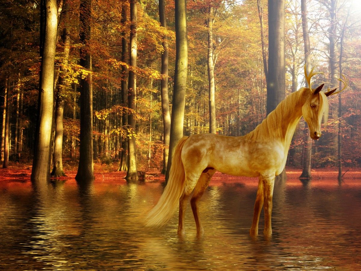  Herbst Und Pferd Hintergrundbild 1200x900. Kostenlose Foto : Fantasie, Wasser, Entwurf, Einhorn, Natur, Pferd Wie Säugetier, Tierwelt, Fauna, Baum, Mähne, Sonnenlicht, Mustang Pferd, Holz, Wald, Hengst, Herbst, Computer Tapete, Landschaft 4000x3000 Cipriano Bilder