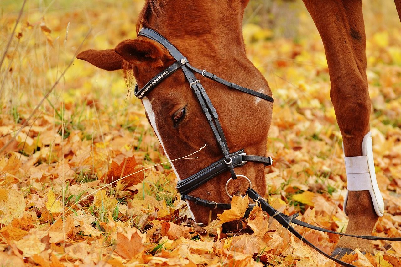  Herbst Und Pferd Hintergrundbild 1280x851. Pferd Tier Reiten Foto auf Pixabay