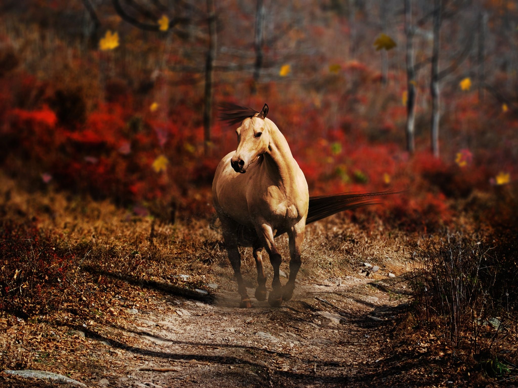  Herbst Und Pferd Hintergrundbild 2048x1536. Kostenlose Hintergrundbilder Braunes Pferd, Das Tagsüber Auf Braunem Boden Läuft, Bilder Für Ihren Desktop Und Fotos