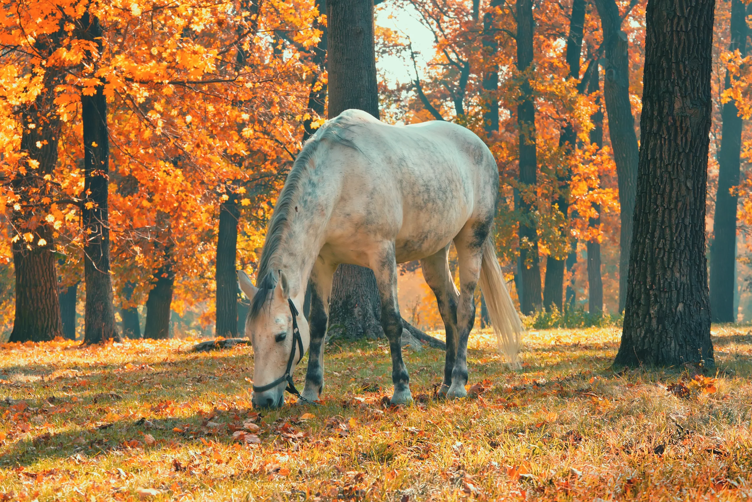  Herbst Und Pferd Hintergrundbild 2560x1707. Herbst Pferdewissen und -gesundheit