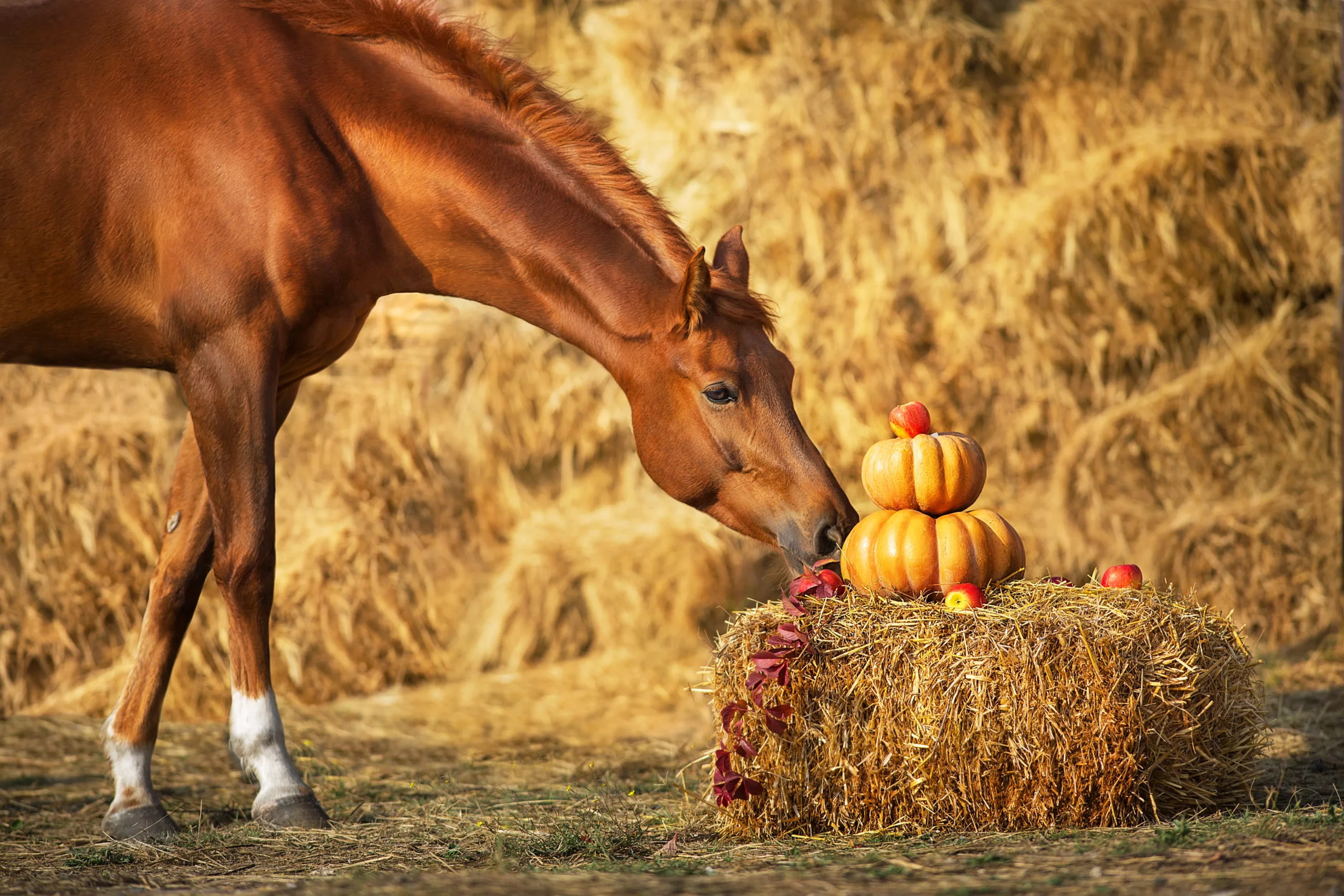  Herbst Und Pferd Hintergrundbild 2560x1707. Kürbis für Pferde?