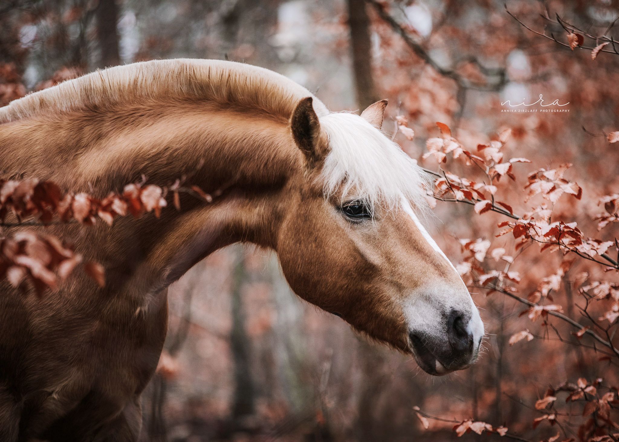  Herbst Und Pferd Hintergrundbild 2048x1463. Pferde Bilder -Tierfotografie. Annika Zirzlaff Photography