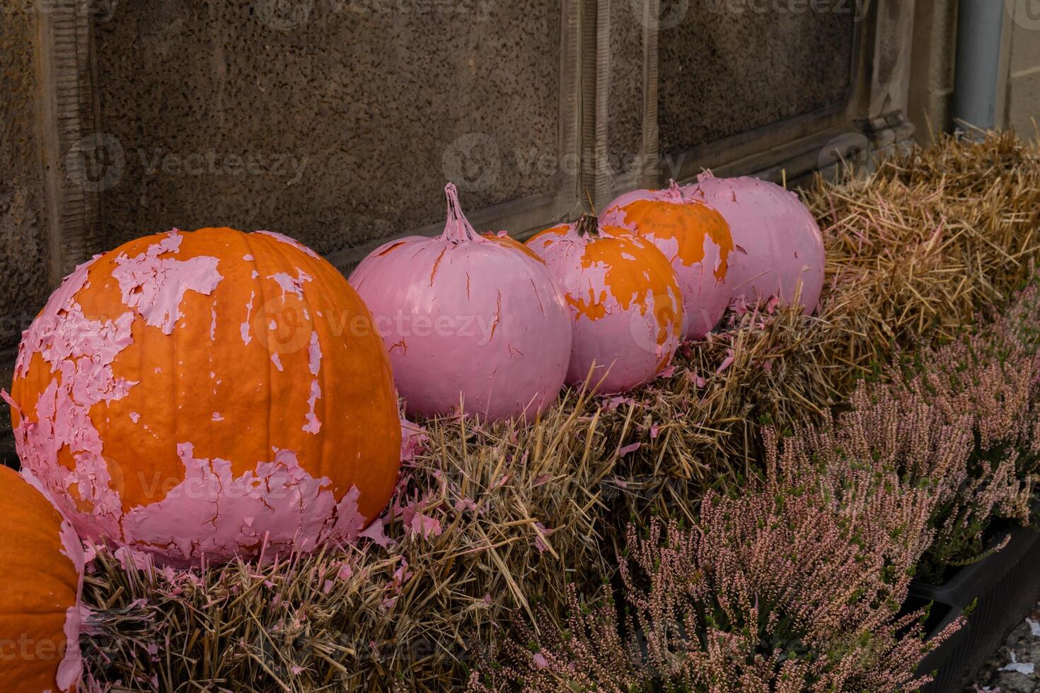  Herbst Kleines Haus Hintergrundbild 1470x980. Fallen Gemütlich Rosa Farbig Kürbisse Im Herbst Außen. Das Erntedankfest Oder Halloween Urlaub Dekoration. Haus Eingang Im Festlich Saisonal Dekor. Atmosphäre ästhetisch 46740588 Stock Photo Bei Vecteezy