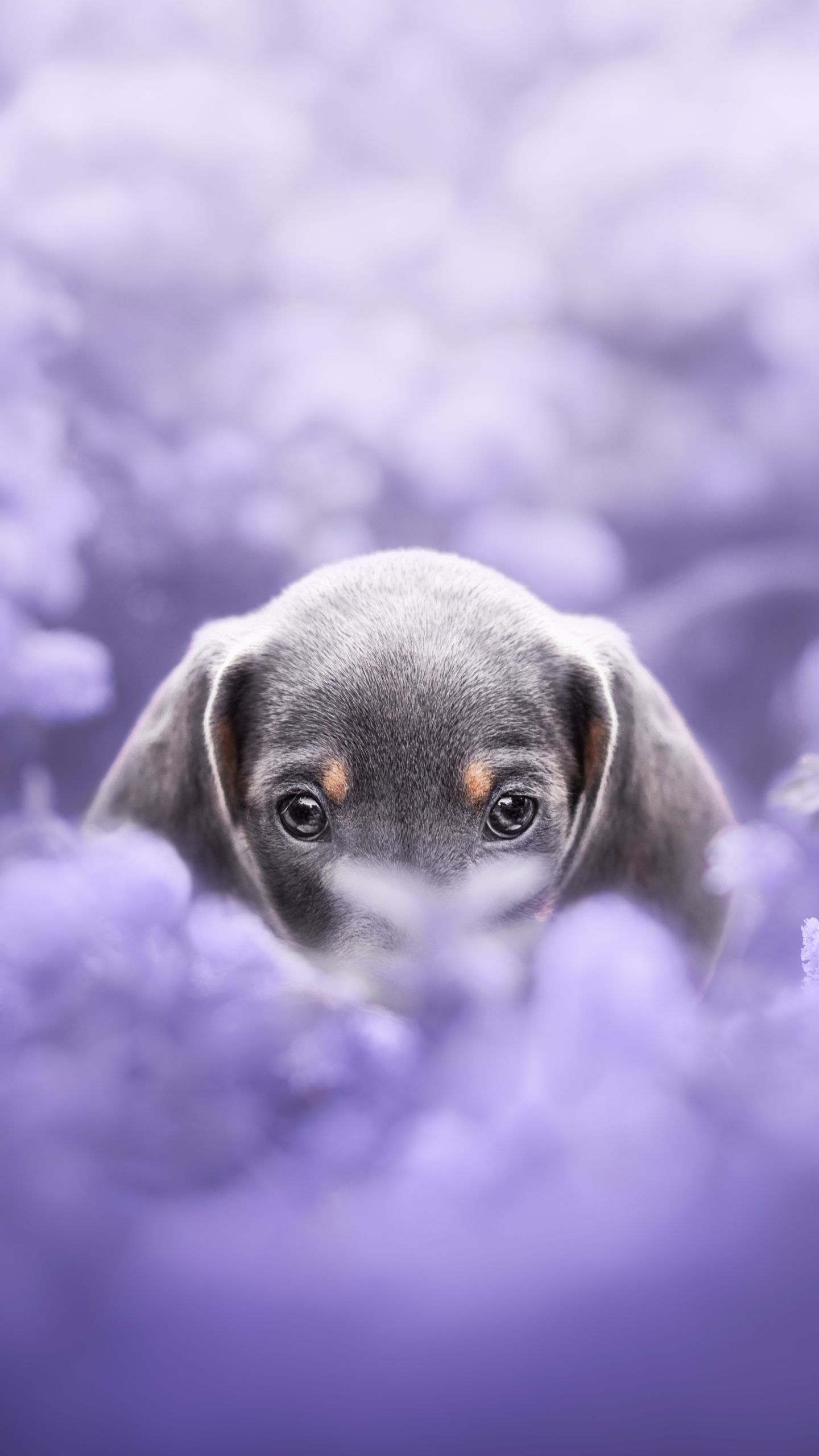  Dackel Hintergrundbild 1440x2560. HD Desktop Wallpaper: Tiere, Hunde, Hund, Welpen, Dackel, Lila Blume, Tierbaby, Welpe Kostenloses Bild Herunterladen