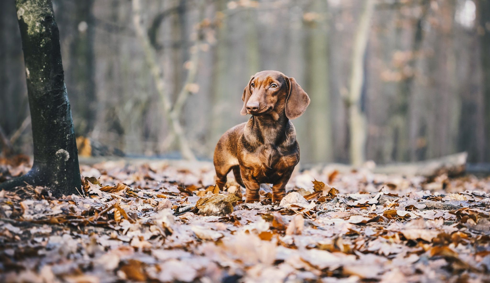  Dackel Hintergrundbild 2048x1185. Hintergrundbild für Handys: Tiere, Hunde, Herbst, Wald, Hund, Dackel, Tiefenschärfe, 399422 Bild kostenlos herunterladen