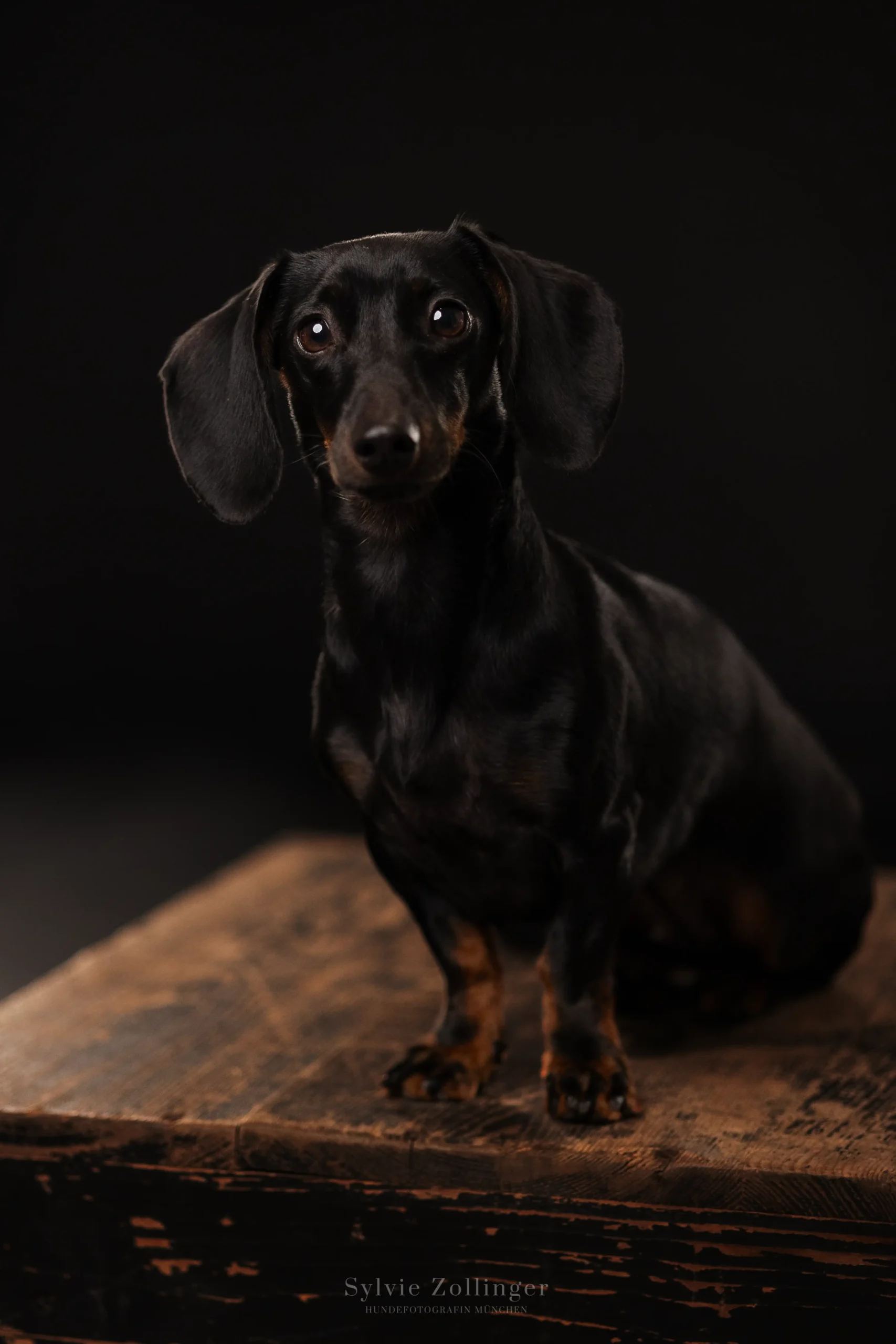  Dackel Hintergrundbild 1707x2560. Wauw- Das Hundefotostudio