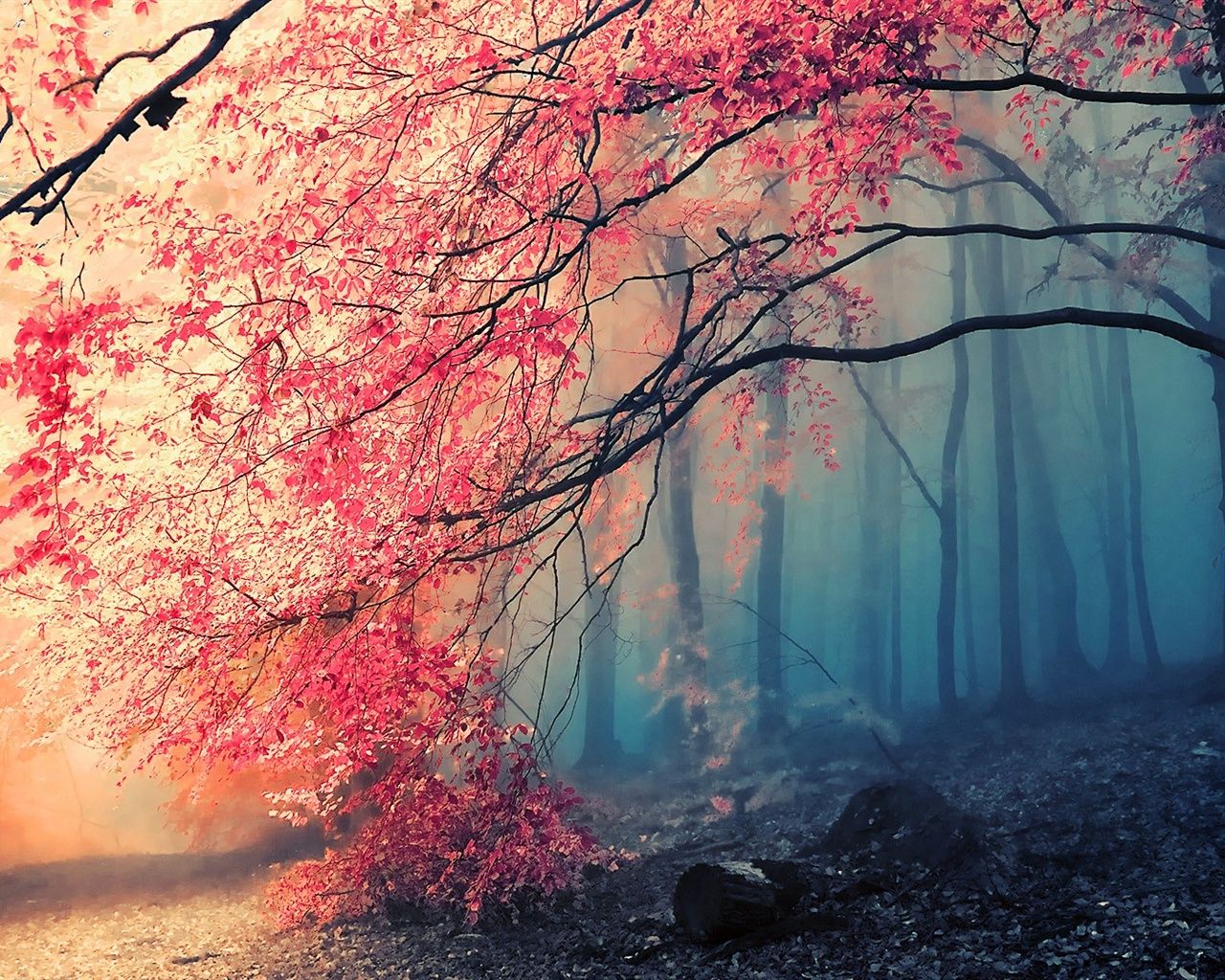 Schönste Hintergrundbild 1280x1024. Schöne Herbst Baum rote Blätter im Wald 1920x1080 Full HD 2K Hintergrundbilder, HD, Bild