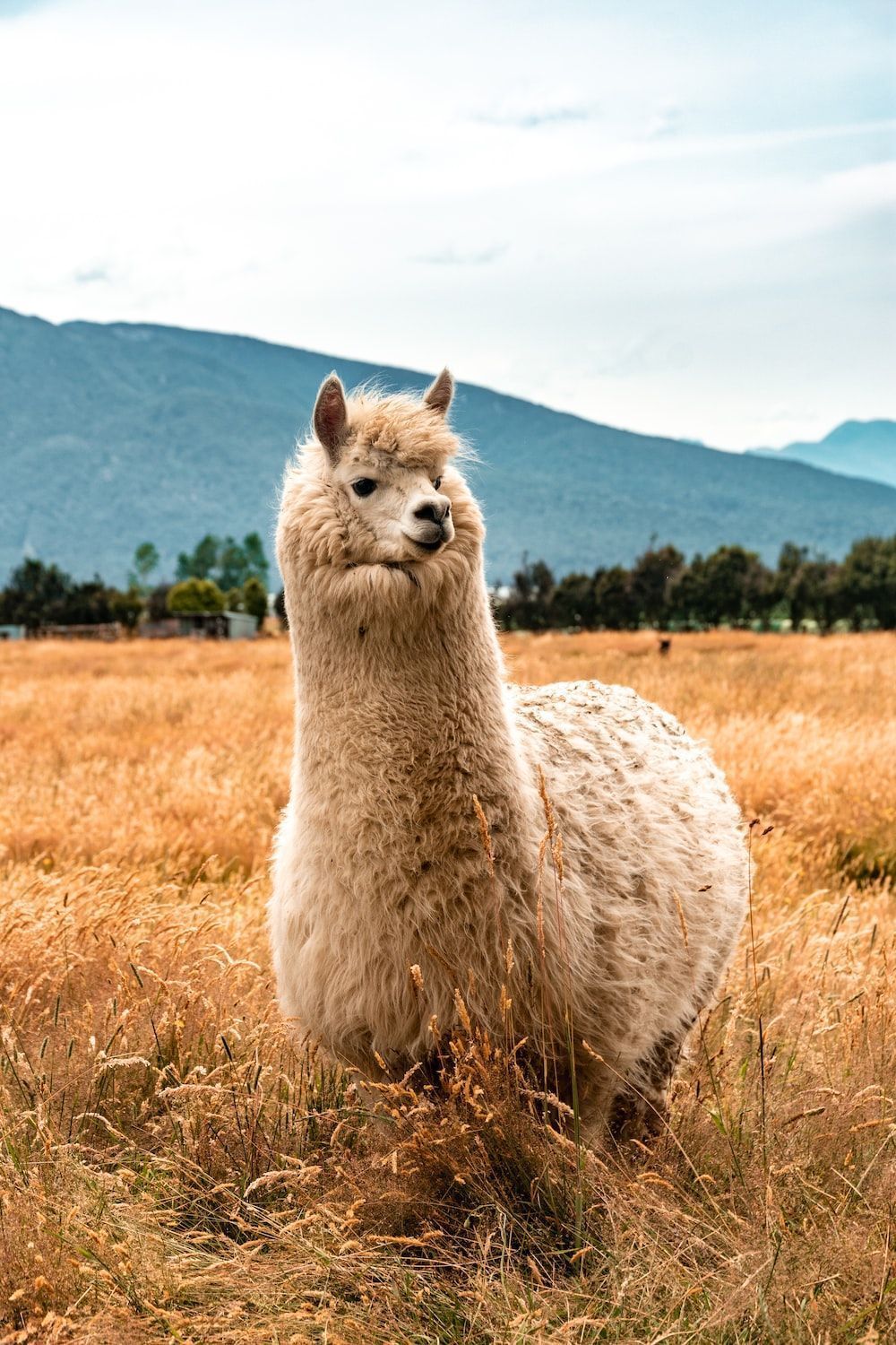  Alpaka Hintergrundbild 1000x1500. Foto zum Thema weißes Lama tagsüber auf braunem Rasen