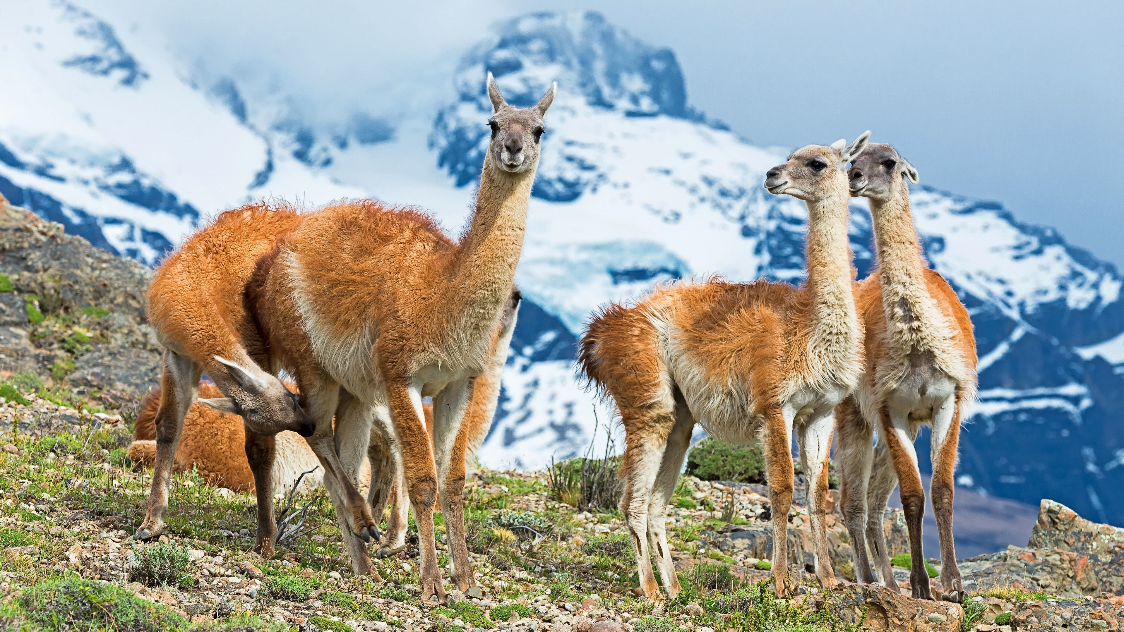  Alpaka Hintergrundbild 3840x2160. Alpaka, Berge, Schnee 3840x2160 UHD 4K Hintergrundbilder, HD, Bild