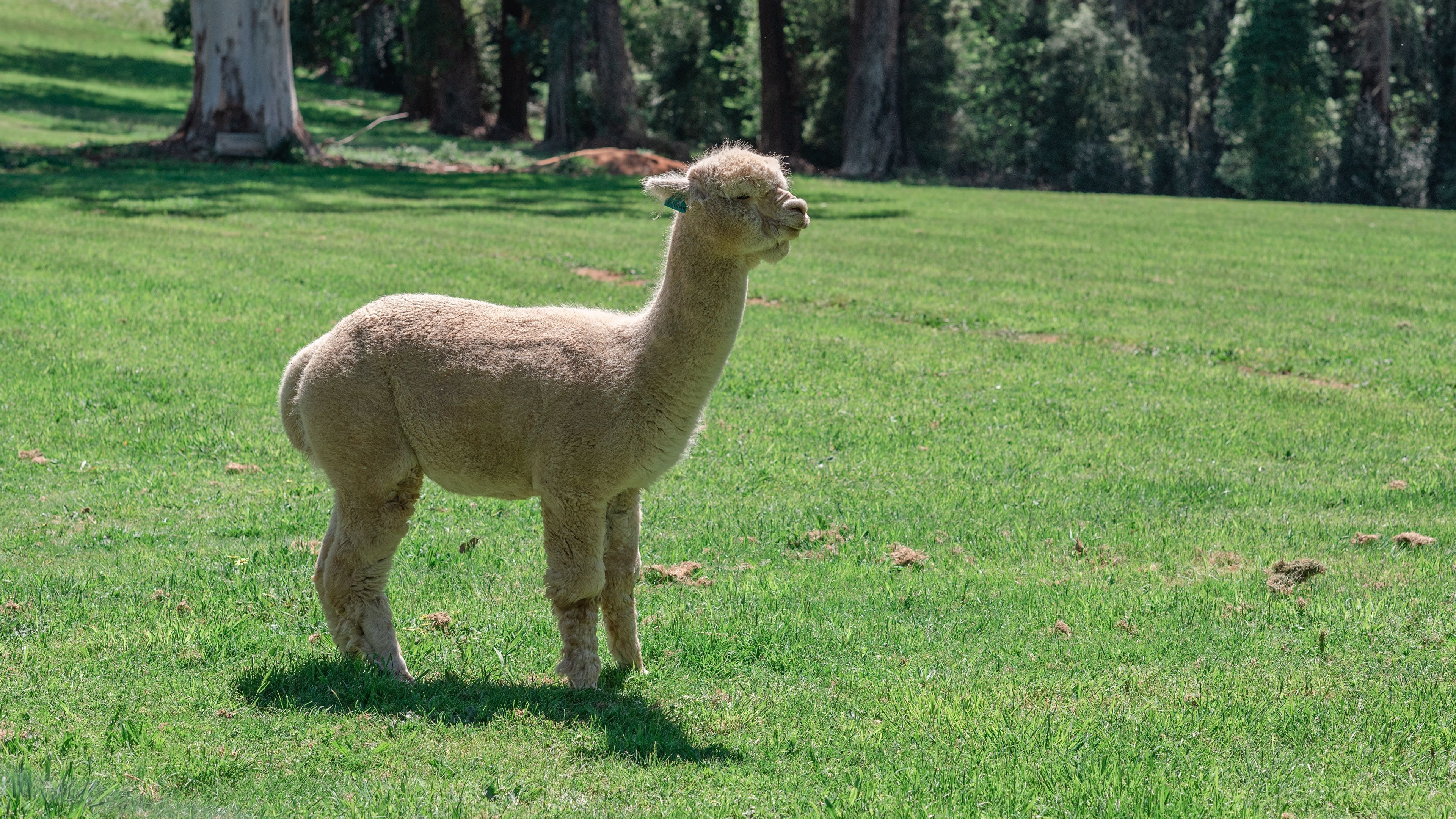  Alpaka Hintergrundbild 3840x2160. Foto Alpaca Gras Seitlich Paarhufer Tiere 3840x2160