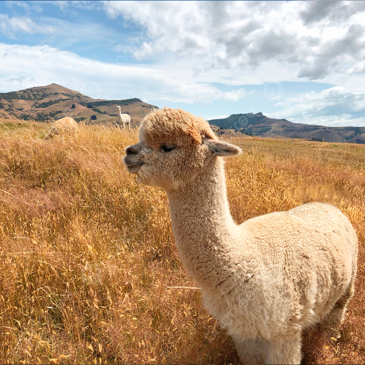  Alpaka Hintergrundbild 1200x1200. Nettes Alpaka In Neuseeland Hintergrund, Rund Um Neuseeland, Alpaka, Ranch Hintergrund, Foto und Bild zum kostenlosen Download