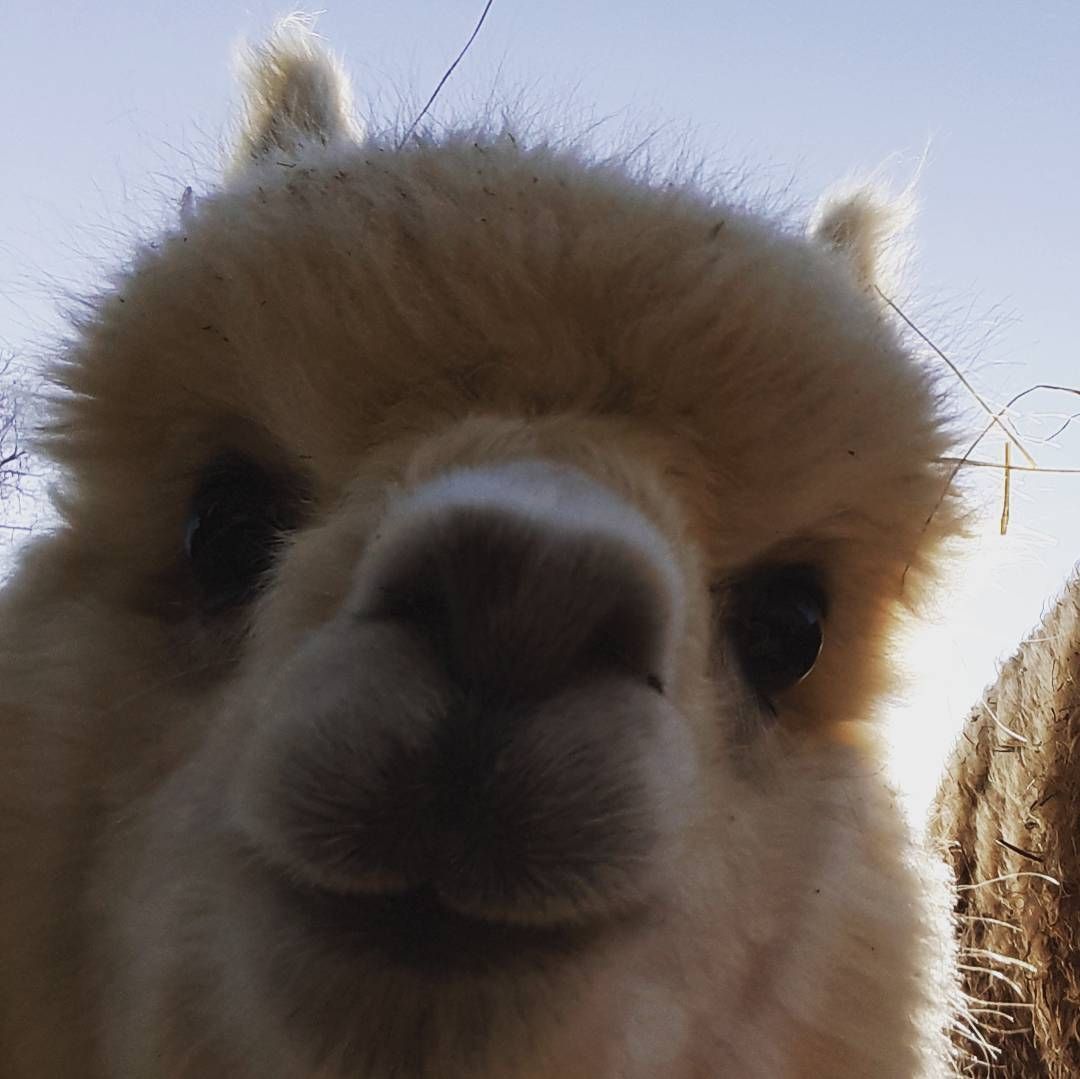  Alpaka Hintergrundbild 1080x1079. Alpaca selfie. Cute animals, Baby animals picture, Super cute animals