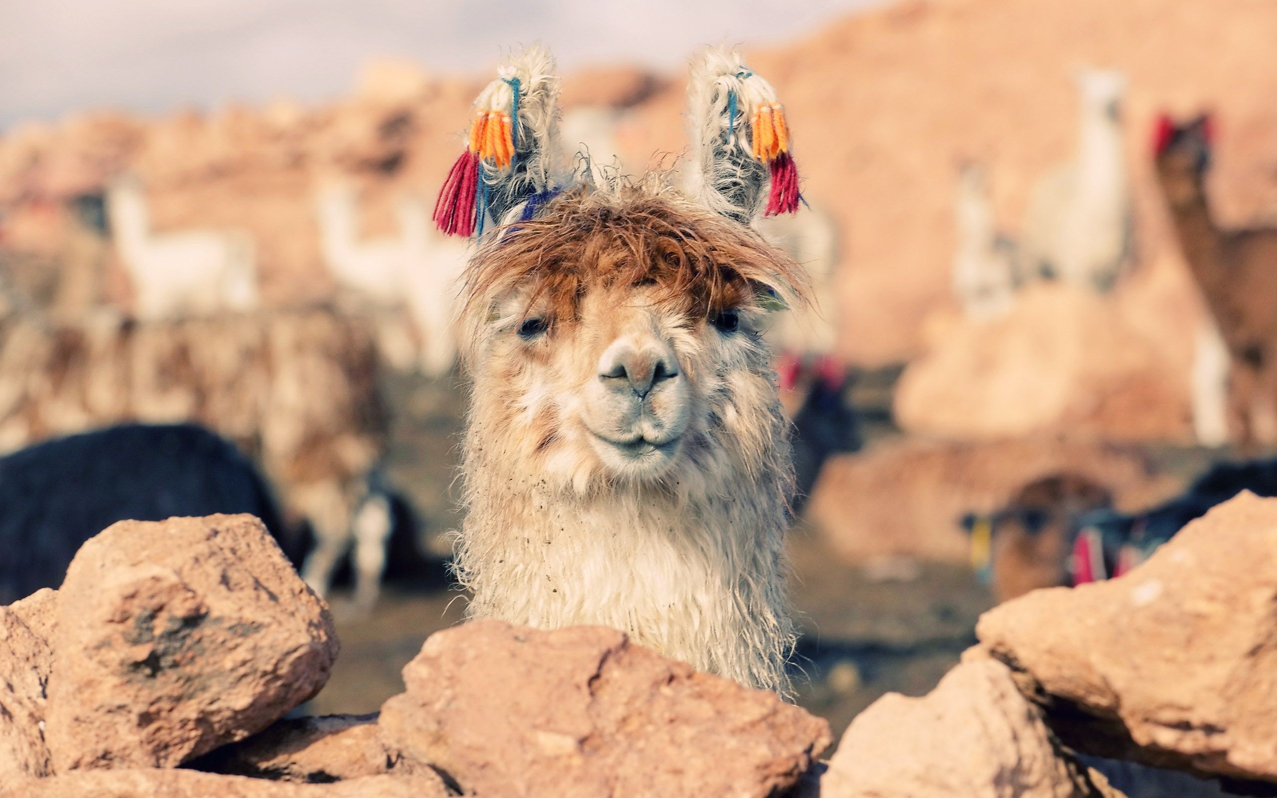  Alpaka Hintergrundbild 2560x1600. Kostenlose Hintergrundbilder Braunes Und Weißes Lama Auf Braunem Felsen Tagsüber, Bilder Für Ihren Desktop Und Fotos