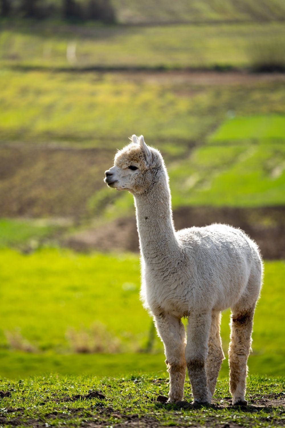  Alpaka Hintergrundbild 1000x1500. Foto zum Thema weißes Lama tagsüber auf grünem Rasen