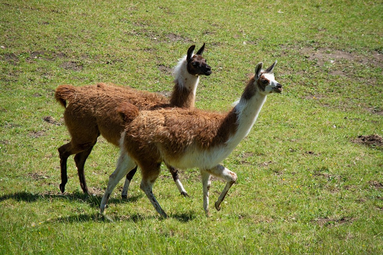  Alpaka Hintergrundbild 1280x853. Desktop Hintergrundbilder Lama Kamel Zwei Gras Tiere