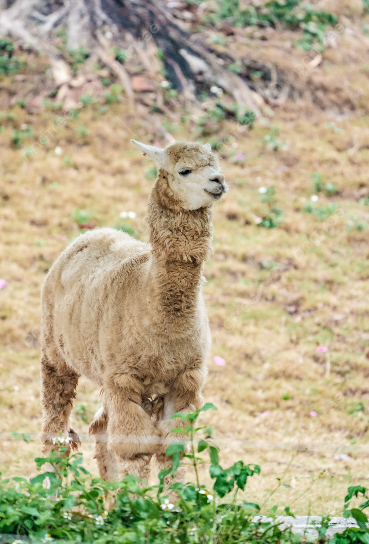  Alpaka Hintergrundbild 1200x1768. Tiere Natur Ökologischer Schutz Tiere Alpaka Fotografien Hintergrund Und Bild zum kostenlosen Download