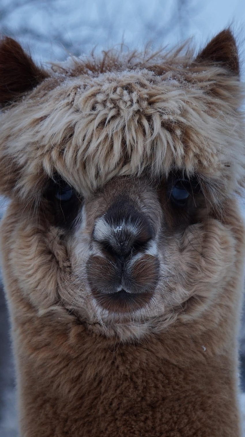  Alpaka Hintergrundbild 850x1512. alpaca, muzzle, cute, look, alpacas mobile HD phone wallpaper