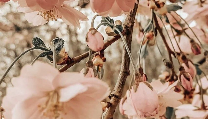  Frühlingsblumen Hintergrundbilder