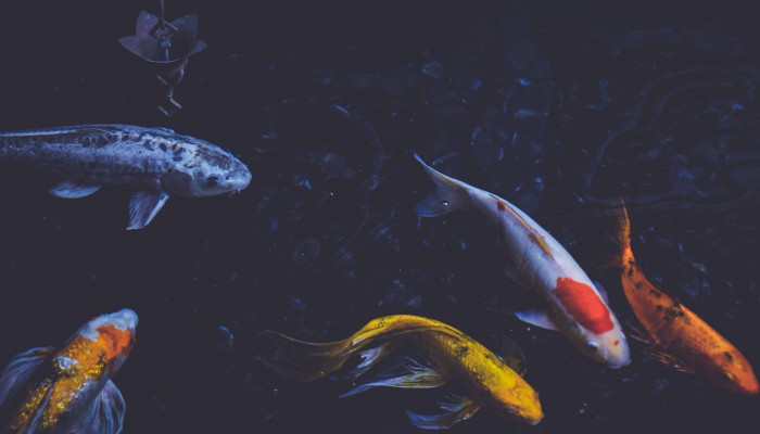  Fisch Hintergrundbilder