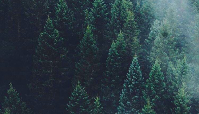  Wald Hintergrundbilder