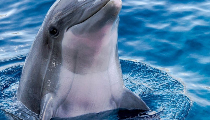  Delfin Hintergrundbilder
