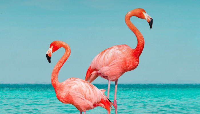  Flamingo Hintergrundbilder