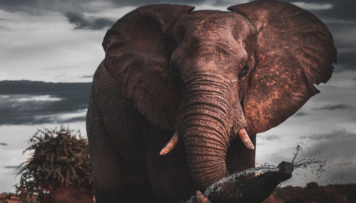  Elefant Hintergrundbilder