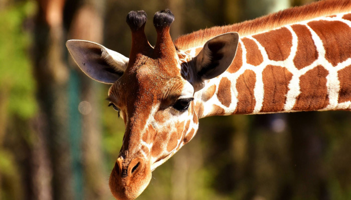  Giraffe Hintergrundbilder