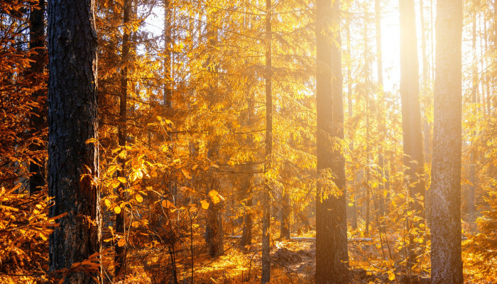  Herbstliche Hintergrundbilder