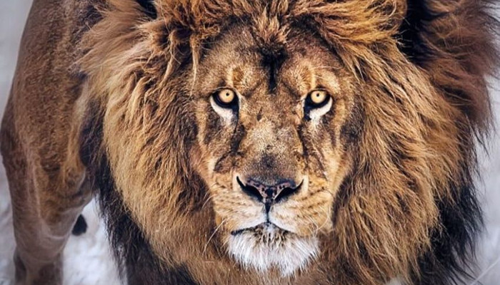  Löwen Hintergrundbilder