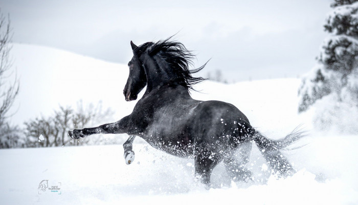  Pferde Im Schnee Hintergrundbilder