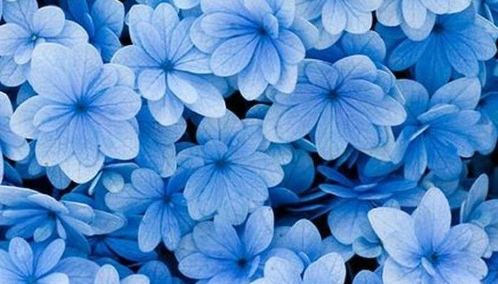  Blumen Blau Hintergrundbilder