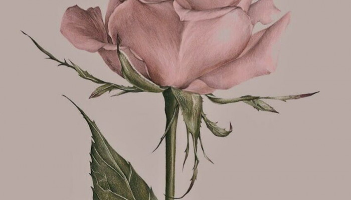  Rosa Rosen Hintergrundbilder