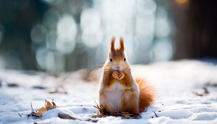  Winter Tiere Hintergrundbilder