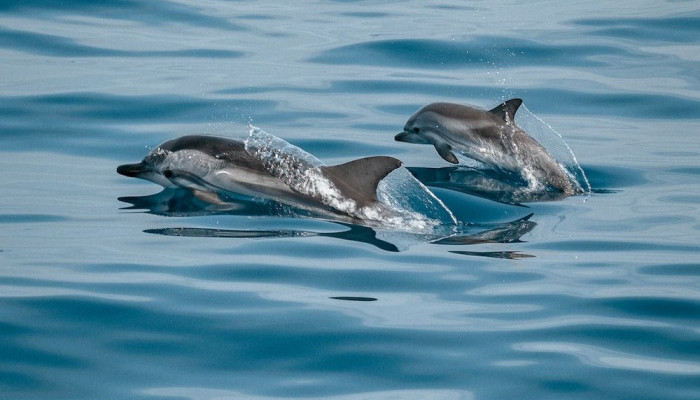  Delfine Hintergrundbilder