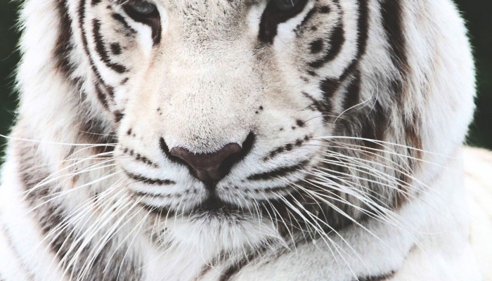  Weißer Tiger Hintergrundbilder