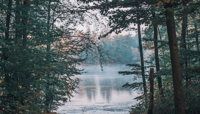  Wald See Hintergrundbilder