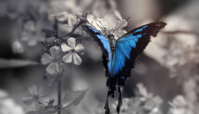  Schmetterling Hintergrundbilder