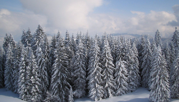  Winterwald Hintergrundbilder