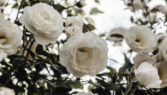 weiße rosen Wallpaper