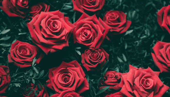  Rote Rosen Hintergrundbilder