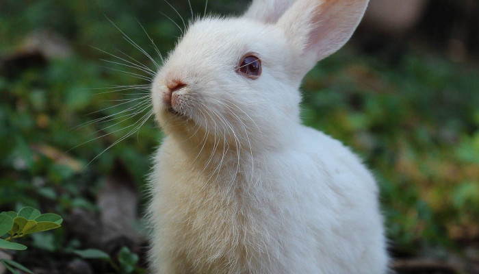  Kaninchen Hintergrundbilder