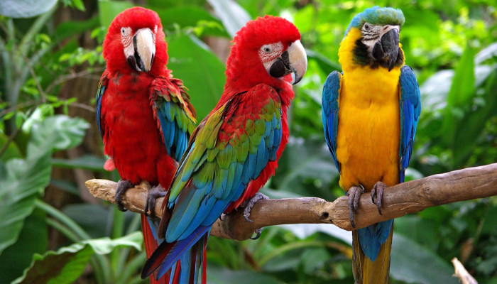  Papagei Hintergrundbilder